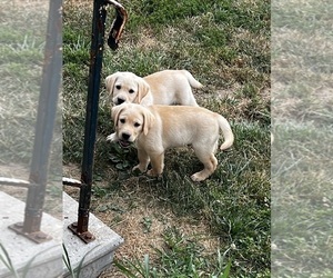 Labrador Retriever Puppy for sale in ATWATER, OH, USA