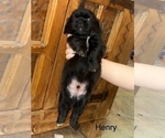 Small #12 Shih Apso