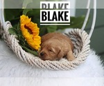 Image preview for Ad Listing. Nickname: Blake