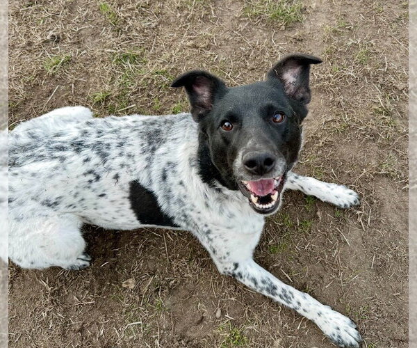 Medium Photo #4 Border Collie-Unknown Mix Puppy For Sale in South Bend, IN, USA