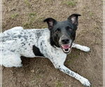 Small #3 Border Collie Mix