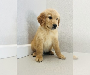Golden Retriever Puppy for sale in VISALIA, CA, USA