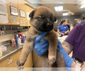 German Shepherd Dog Dogs for adoption in Riverside, CA, USA