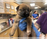 Small German Shepherd Dog