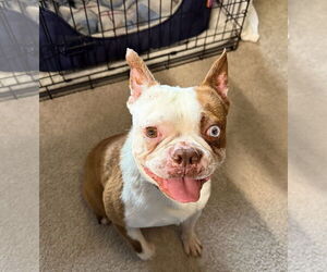 Boston Terrier-Unknown Mix Dogs for adoption in Huntington Beach, CA, USA