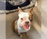 Small Boston Terrier Mix