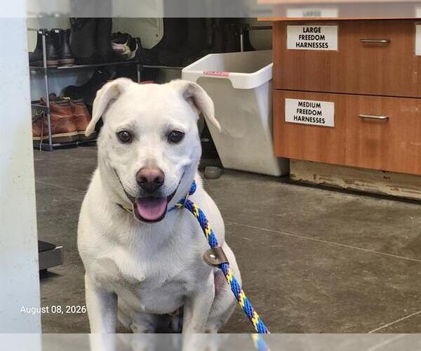 Medium Photo #1 Labrador Retriever-Unknown Mix Puppy For Sale in Santa Cruz, CA, USA