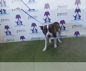 Mutt Dogs for adoption in Orlando, FL, USA