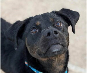 Mutt Dogs for adoption in Canton, CT, USA