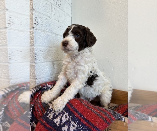 Medium Photo #2 Brittnepoo Puppy For Sale in SALEM, MO, USA