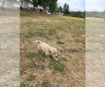 Small #1 Golden Retriever