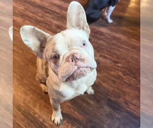 French Bulldog Dogs for adoption in Fair Oaks, CA, USA