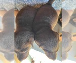 Small Photo #19 Labrador Retriever Puppy For Sale in WAGENER, SC, USA