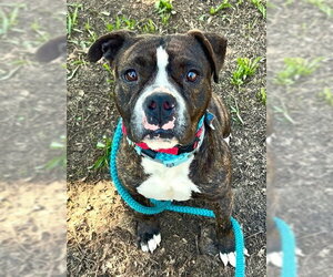 Mutt Dogs for adoption in Sacramento, CA, USA