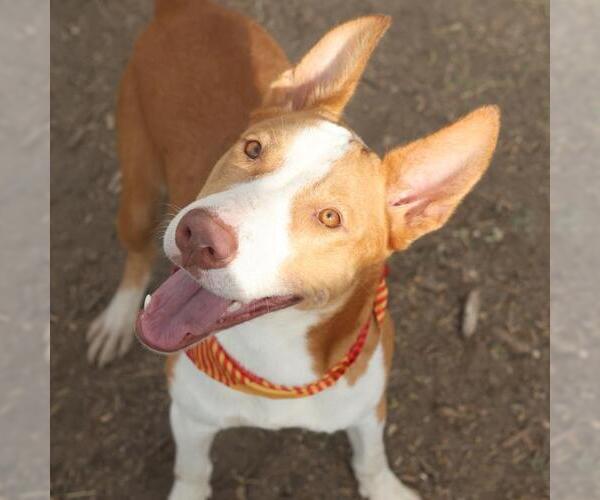 Medium Photo #1 Bull Terrier-Unknown Mix Puppy For Sale in San Antonio, TX, USA