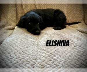 Labradoodle Puppy for sale in MELVERN, KS, USA