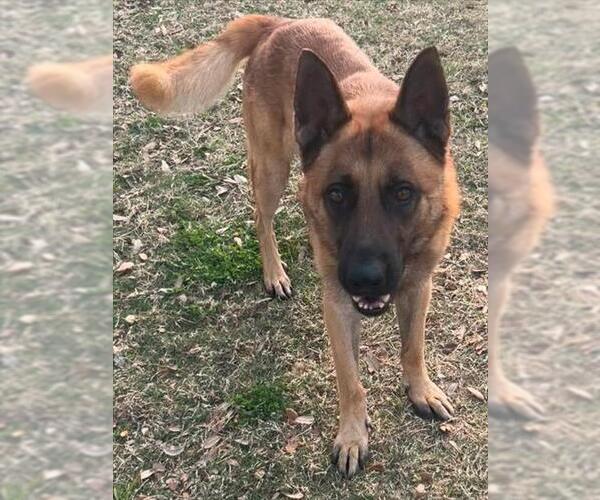 Medium Photo #2 German Shepherd Dog Puppy For Sale in Texas City, TX, USA