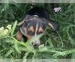 Small #17 Beagle