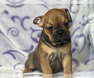 English Bulldog-French Bulldog Mix Puppy for sale in NEWTON, NJ, USA