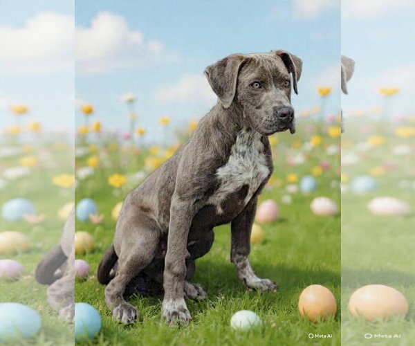 Medium Photo #17 Pointer-Unknown Mix Puppy For Sale in Talladega, AL, USA