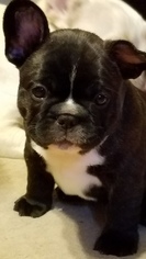 French Bulldog Puppy for sale in DENISON, TX, USA