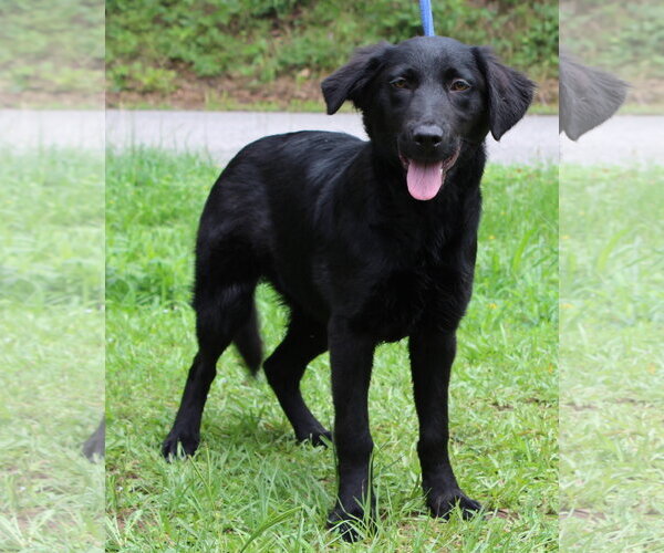 Medium Photo #1 Mutt Puppy For Sale in Prattville, AL, USA