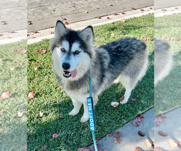 Medium Photo #6 Siberian Husky-Unknown Mix Puppy For Sale in Newport Beach, CA, USA