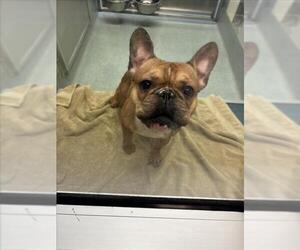 French Bulldog-Unknown Mix Dogs for adoption in Plano, TX, USA