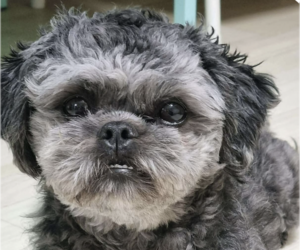 Shih Tzu Dogs for adoption in San Ramon, CA, USA
