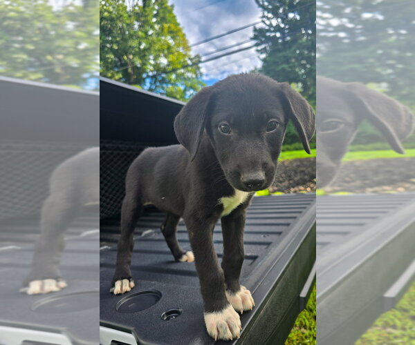 Medium Photo #10 Labrador Retriever Puppy For Sale in garner, NC, USA