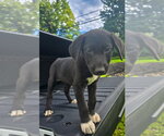 Small #9 Labrador Retriever