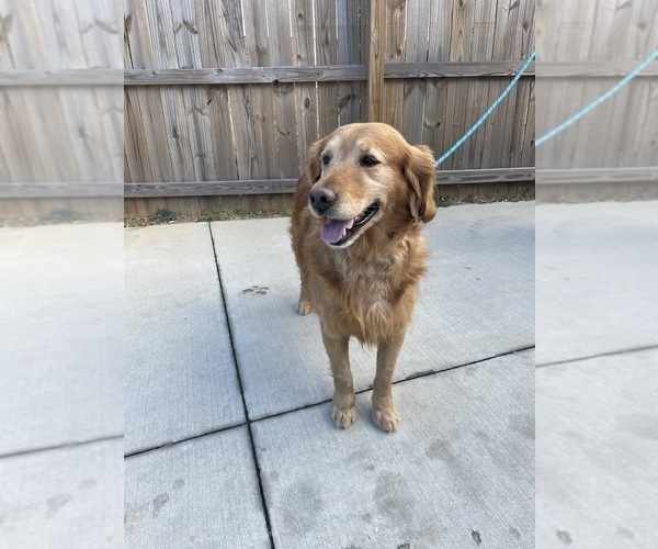 Medium Photo #1 Golden Retriever Puppy For Sale in MADISON, NC, USA