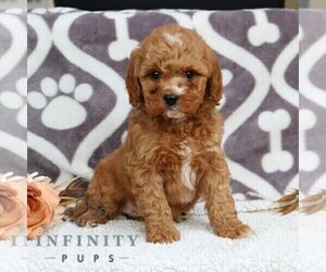 Poodle (Miniature) Puppy for sale in LEOLA, PA, USA