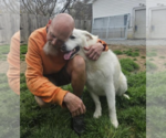 Small #1 Great Pyrenees Mix