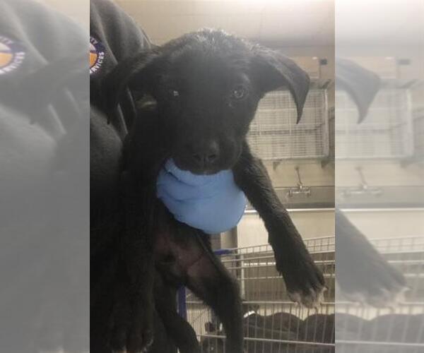 Medium Photo #1 Labrador Retriever-Unknown Mix Puppy For Sale in Conroe, TX, USA