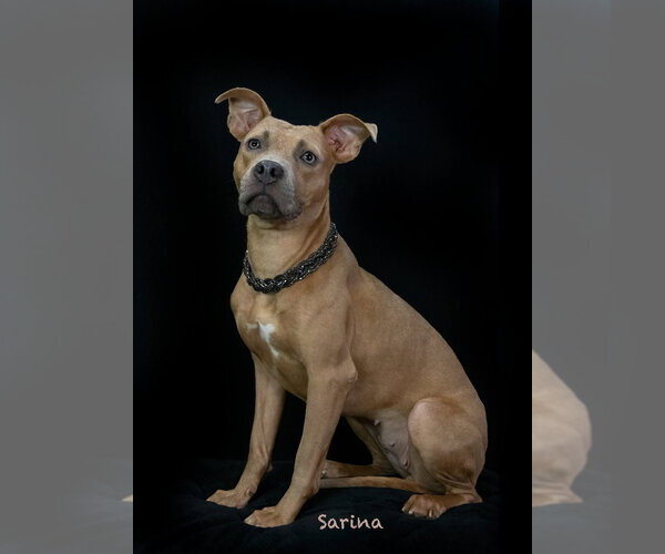 Medium Photo #3 Mutt Puppy For Sale in Hot Springs Village, AR, USA