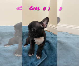 French Bulldog Puppy for sale in COTTAGE GROVE, OR, USA