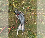Small #2 Mutt