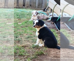 Medium Australian Shepherd