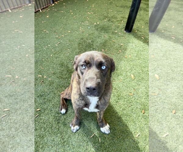 Medium Photo #7 Gerberian Shepsky Puppy For Sale in Rockwall, TX, USA