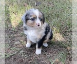 Puppy Puppy 1 Miniature Australian Shepherd