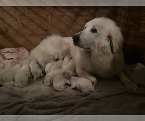 Great Pyrenees Puppy for sale in NEWTONVILLE, NJ, USA