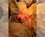 Small Photo #62 American Pit Bull Terrier-Labrador Retriever Mix Puppy For Sale in MOORESBORO, NC, USA