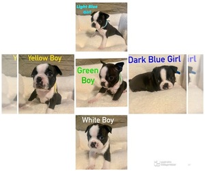 Boston Terrier Puppy for sale in BUSHKILL, PA, USA