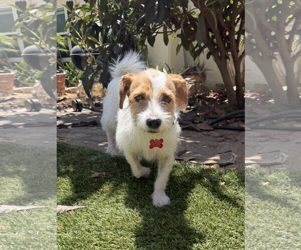 Medium Photo #5 Jack Russell Terrier-Unknown Mix Puppy For Sale in San Diego, CA, USA