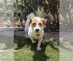Small #4 Jack Russell Terrier Mix