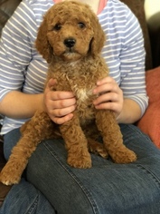 Poodle (Standard) Puppy for sale in DAYTON, TX, USA