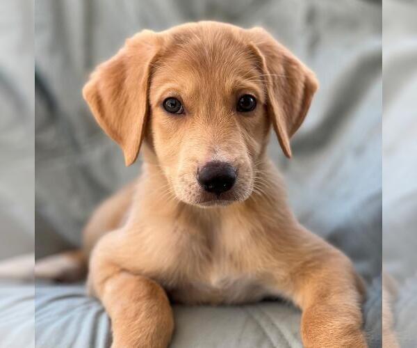 Medium Photo #2 Labrador Retriever-Unknown Mix Puppy For Sale in San Diego, CA, USA