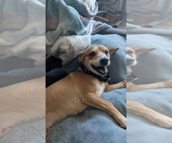 Medium Photo #4 Chihuahua-Unknown Mix Puppy For Sale in Brooklyn, NY, USA