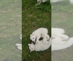 Small Photo #13 Golden Pyrenees-Great Pyrenees Mix Puppy For Sale in RAVENNA, MI, USA